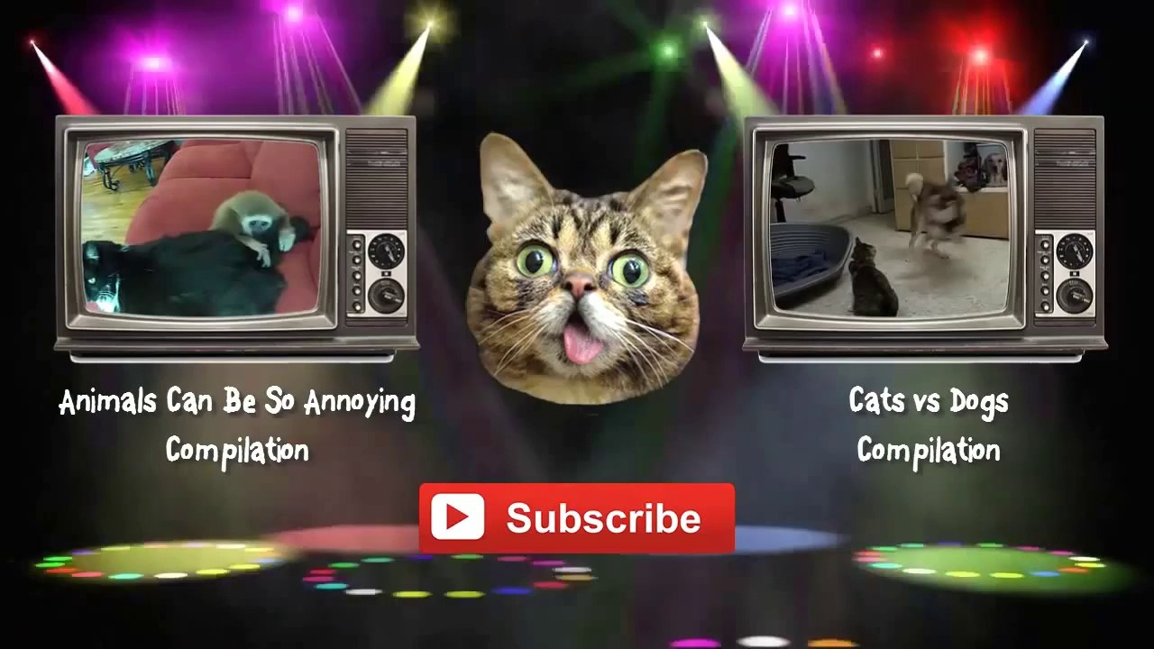 Funny Parrots Annoying Cats Compilation 2014 [NEW HD]