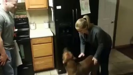 Anne Karnındaki Bebeği Koruyan Köpek