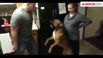 Hamile Kadının Karnına Dokunmasına İzin Vermeyen Köpek