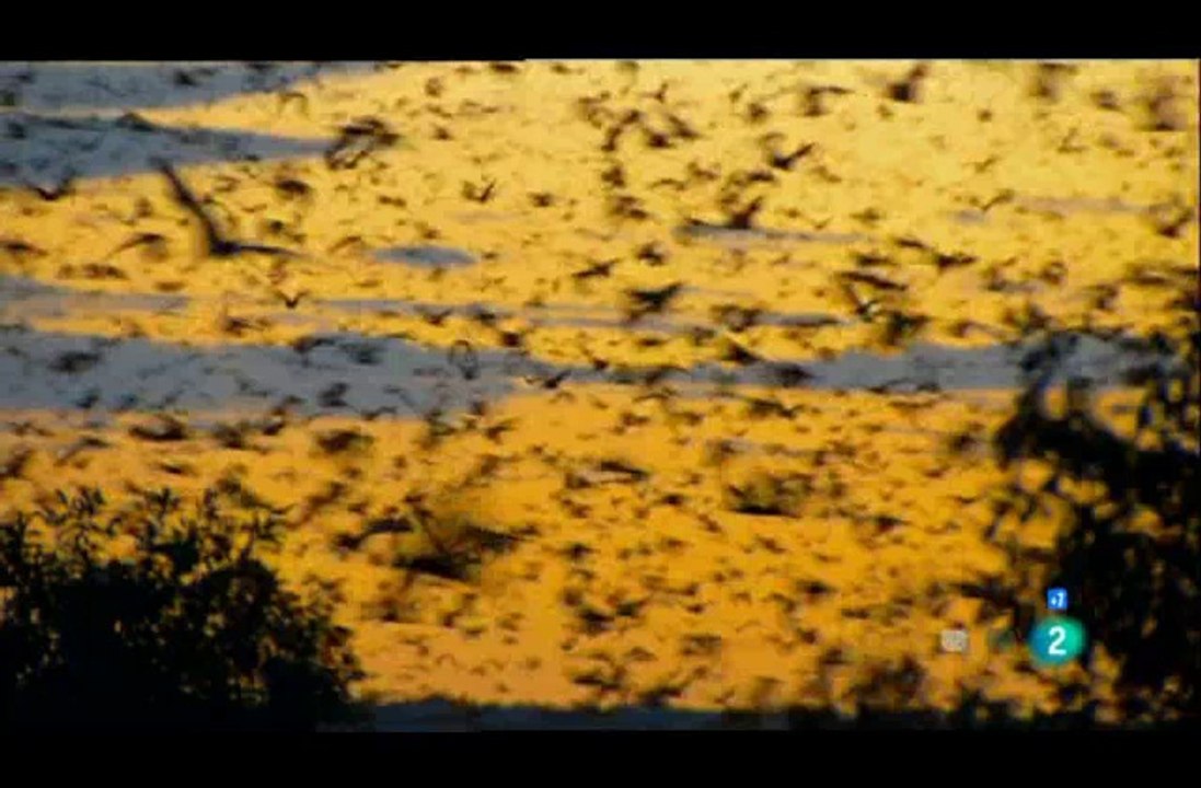 0908151824DVB-TLa2_13 Osos en e Artico II 8 de 8