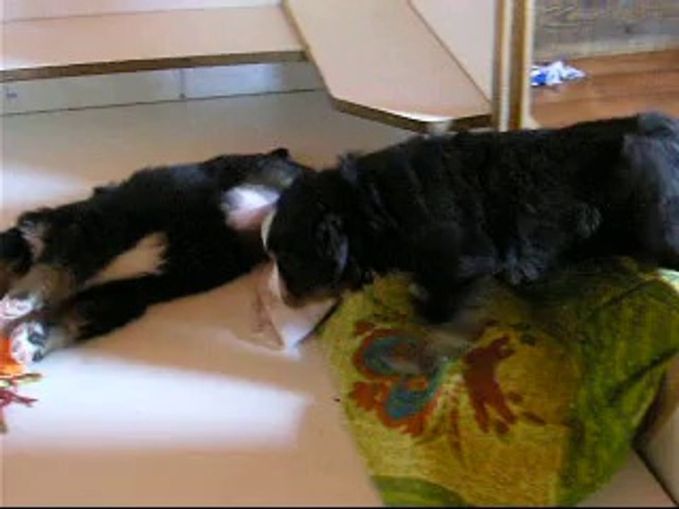 12 SEPT le jeu avec femelle jaune, femelle rouge, Jeudi (mâle bleu)et Jäger(violette)