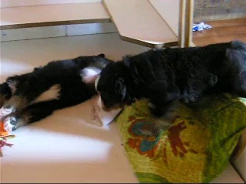 12 SEPT le jeu avec femelle jaune, femelle rouge, Jeudi (mâle bleu)et Jäger(violette)