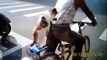 Funny Cats Compilation - Funny Cat Videos Ever- Funny Videos - Funny Animals - Funny Animal Videos 5(1)