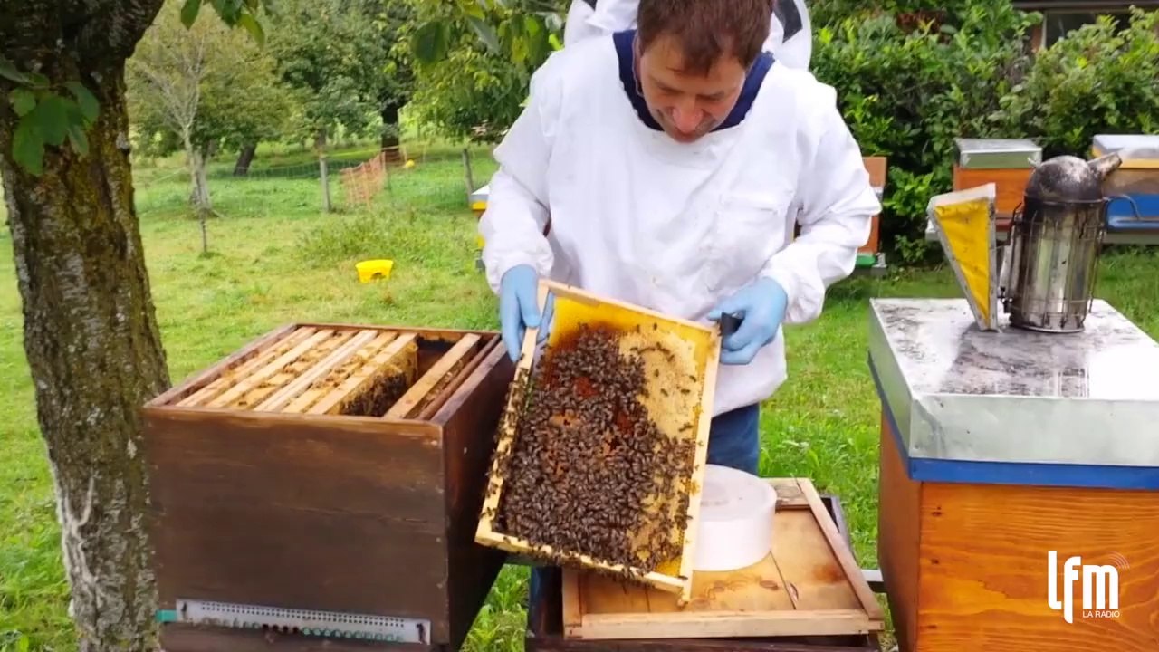 Le nourrissage des abeilles