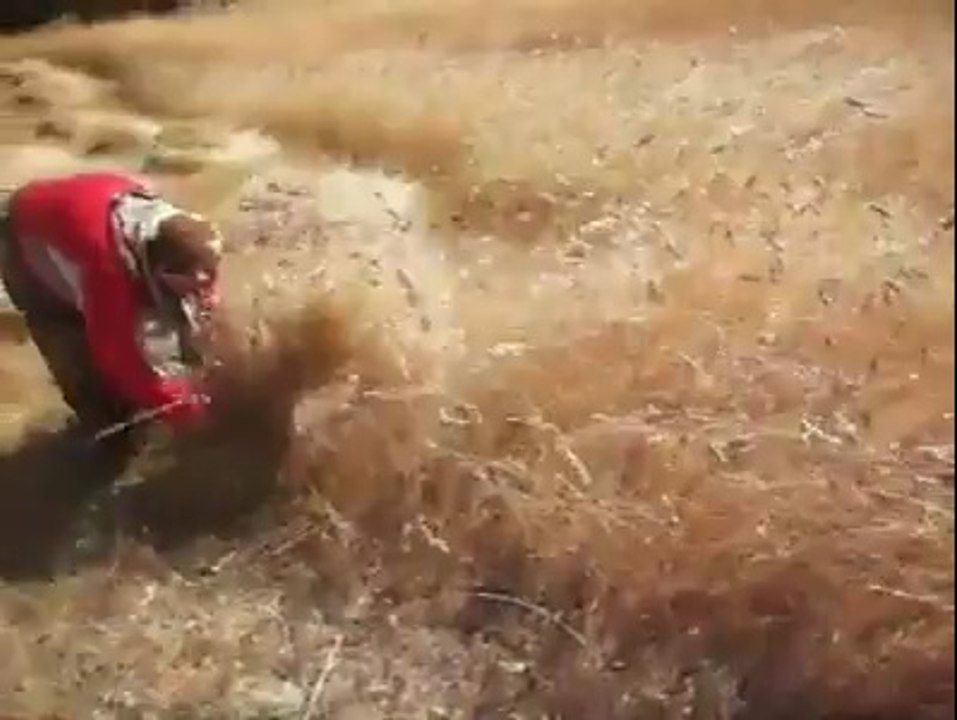 ORAKLA EKİN BİÇME