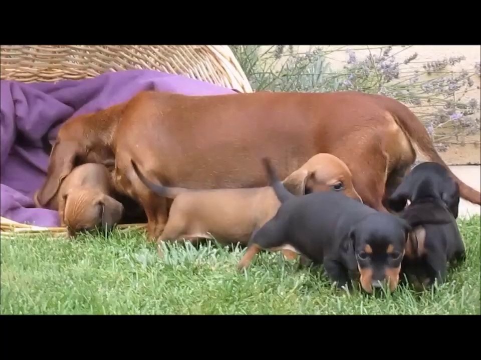 Les chiots d' Ilka Vom Driland à 1 mois . Teckel standard
