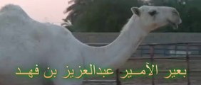 للبيع بكره على الباتل بعير الامير عبدالعزيز بن فهد
