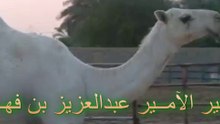 للبيع بكره على الباتل بعير الامير عبدالعزيز بن فهد