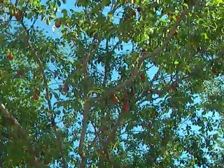 ÇAMLIDERE BUĞRALAR YAYLASINDAN GÖRÜNTÜLER