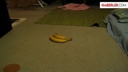 Muzu Görünce Çıldıran Kedi