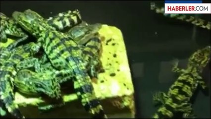 Yapışık Dördüz Timsahlar Hayrete Düşürdü