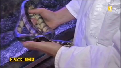 Le venin des araignées de Guyane au service de la médecine