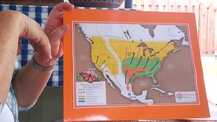 The Plight of the Migratory Monarch Butterfly