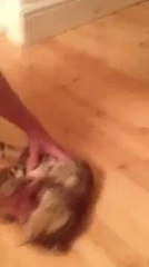 Görenleri şaşırtan oyuncu kedi!