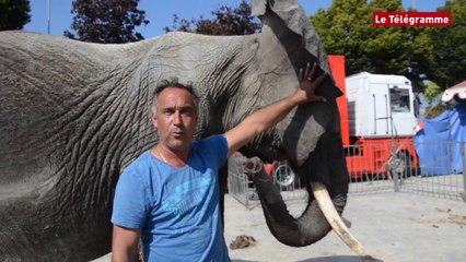 Guingamp. Dans les coulisses de la ménagerie du cirque Maximum