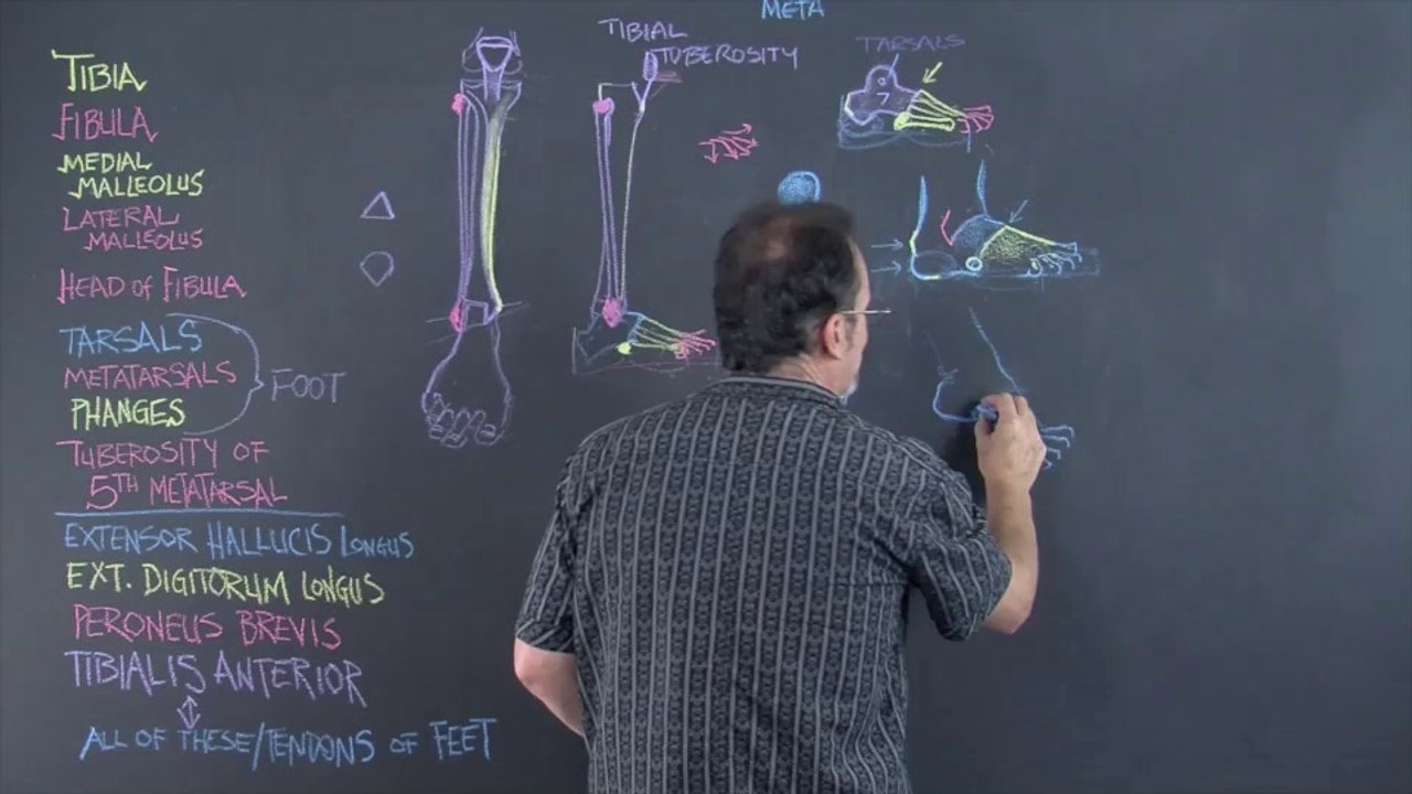 06. Skeleton-Lower.Leg.and.Foot.Part.3