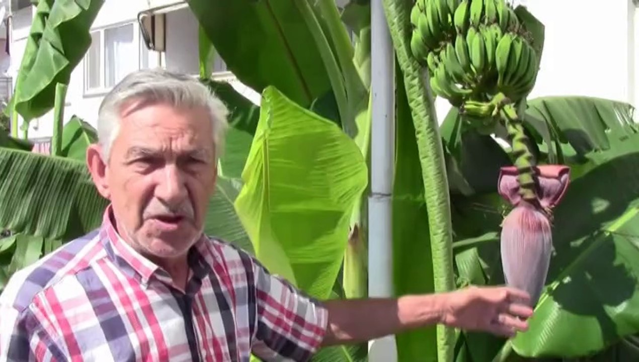 Mudanya da muz yetiştirdiler