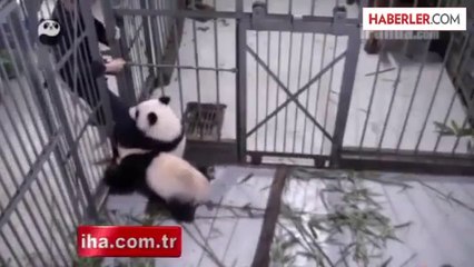 Sevimli Panda Yavrusu Bakıcısını Bırakmadı