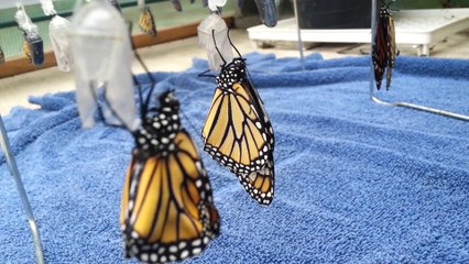 Newly Eclosed Monarchs