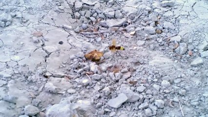 Ant v Wasp. Never give up your rights