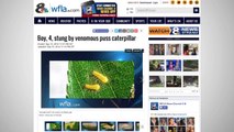Venomous Caterpillar Sighting In Florida Prompts Warning