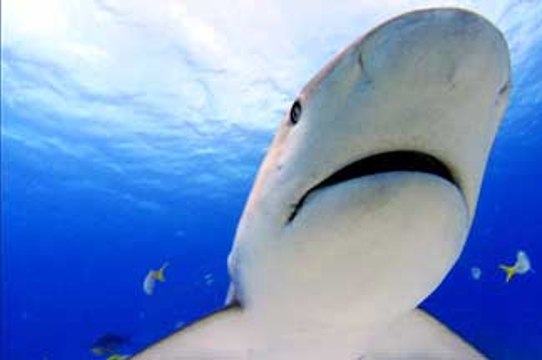 Les seigneurs de la mer VOST- Ext 3