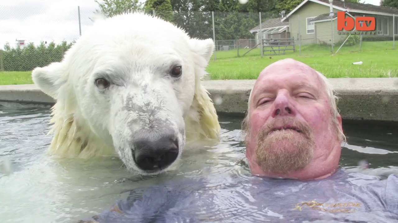 The Only Man In The World Who Can Swim With A Polar Bear - Grizzly Man