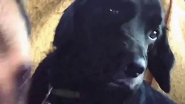 Compilation de chiens stone après le vétérinaire