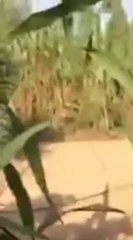 صيد كمية كبيرة من طيور الفري