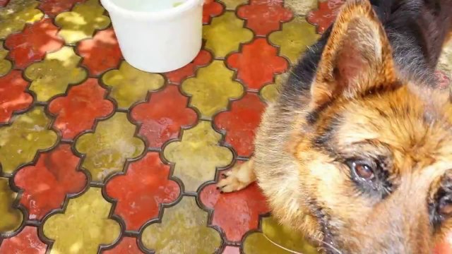Cute Dog (German Shepherd) Loves His Toy.