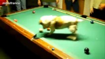 Funny Cats And Dogs Playing Pool Compilation 2014 [NEW].