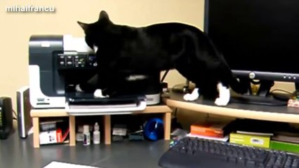 Ultimate Funny Cats Vs. Printers Compilation 2014 [NEW].