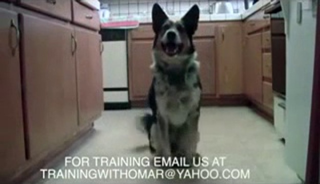 En Yetenekli Köpek