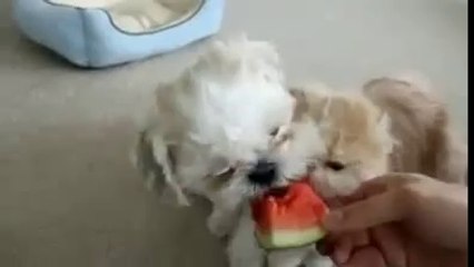 Bu kediler karpuz yiyor