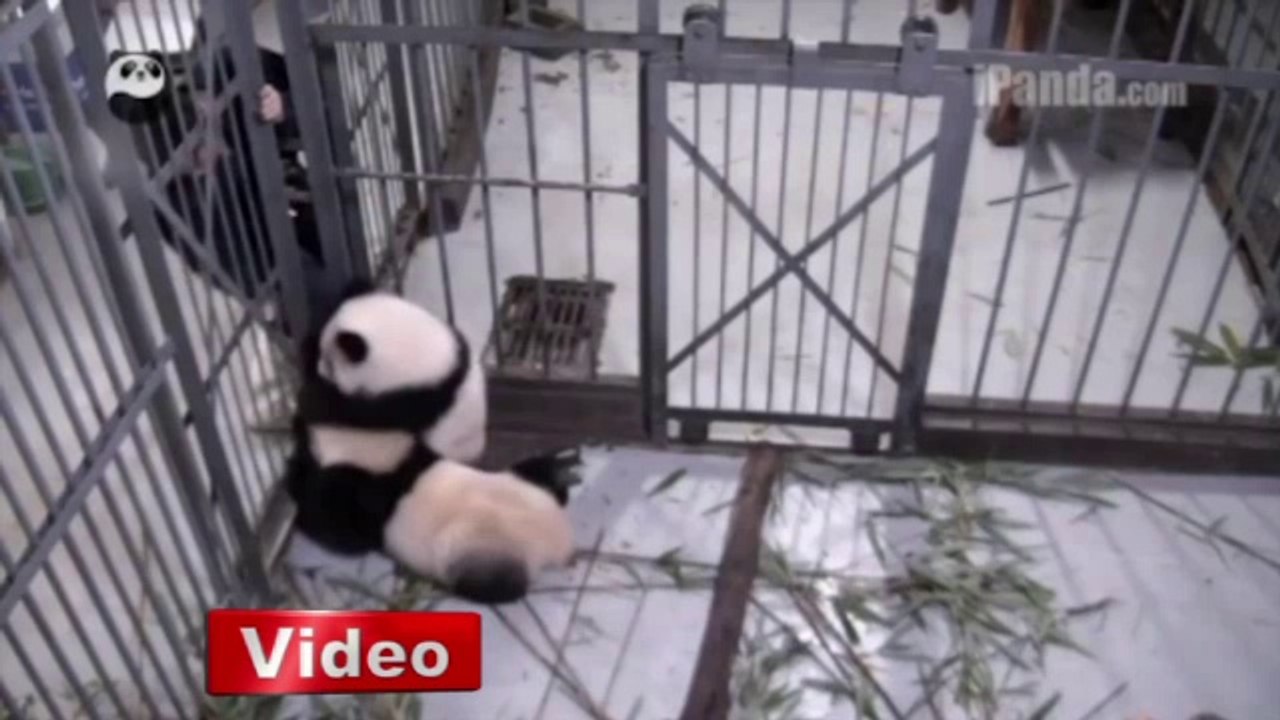 Sevimli panda yavrusu bakıcısını bırakmadı - KonyaMesaj.com