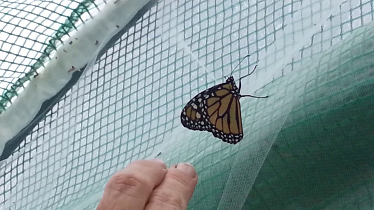 Capturing Monarchs to Tag