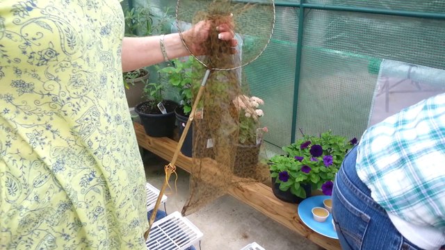 Netting, Tagging and Releasing the Monarch Butterfly