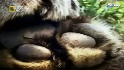 ‫وثائقي رجل وسط الوحوش‬‎