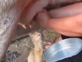 Çılgın Kedinin Taze Süt Keyfi