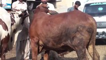 Jnn MAndi Farooq Cattle farm Bhains colony