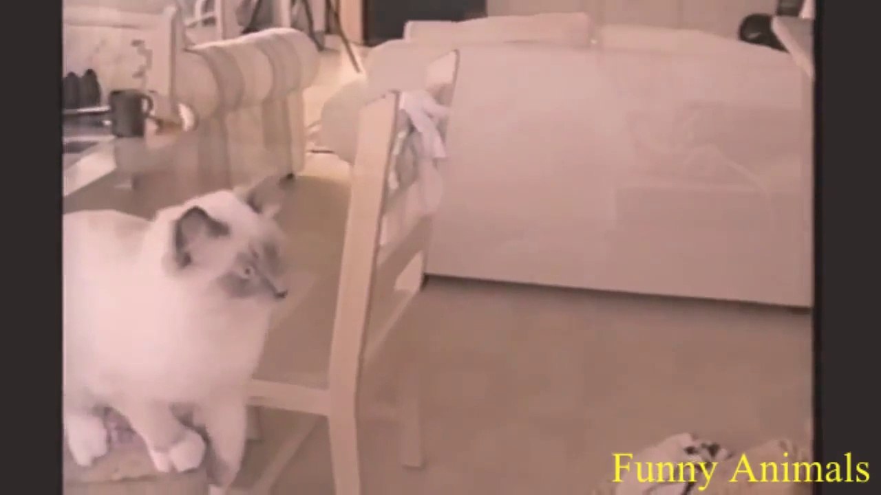 Des animaux Hilarants - Compilation