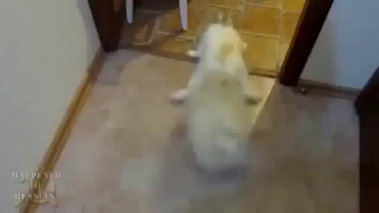 MUST WATCH OMG