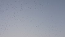Nuée d'étourneaux au Mans