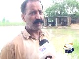 Punjab Flood Damaged Crops-12 Sept 2014