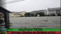 Köpekbalıkları Şehirin İçinde   Sandy Kasırgası