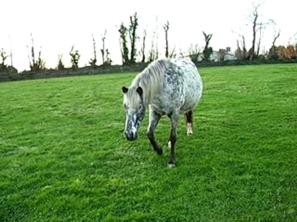Au champ Laura et Cie