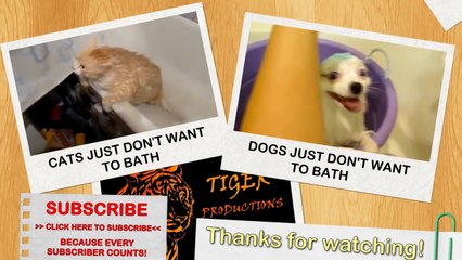 Funny dogs playing dead after finger shot - Funny and cute dog compilation