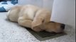 Funny Dogs Sleepy Labrador Puppy Moki Loves The AC SO CUTE!
