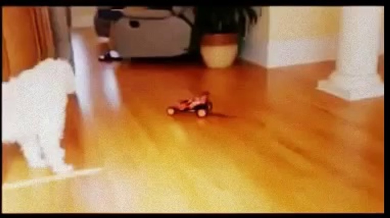 funny dogs