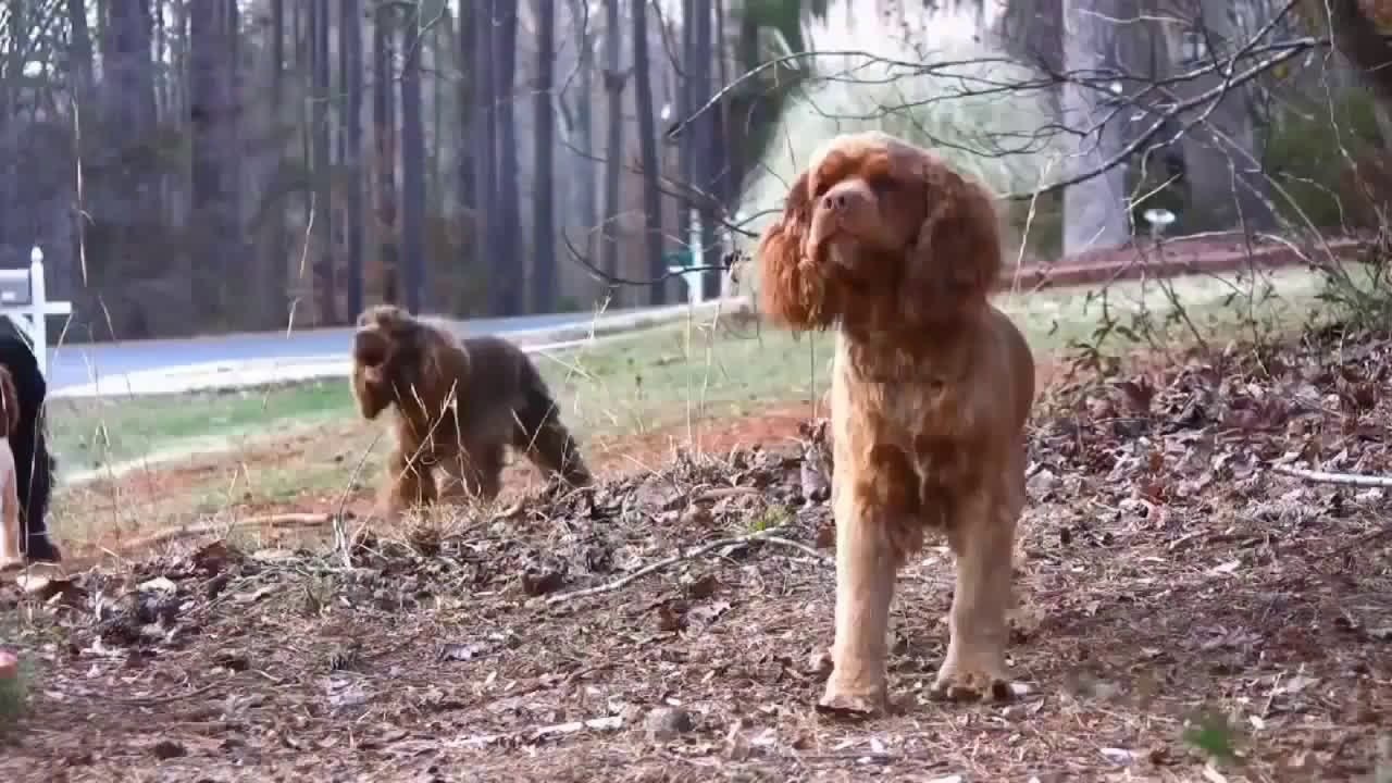 happy birthday funny Dogs Song Happy Birthday Funny Dogs Channel YouTube